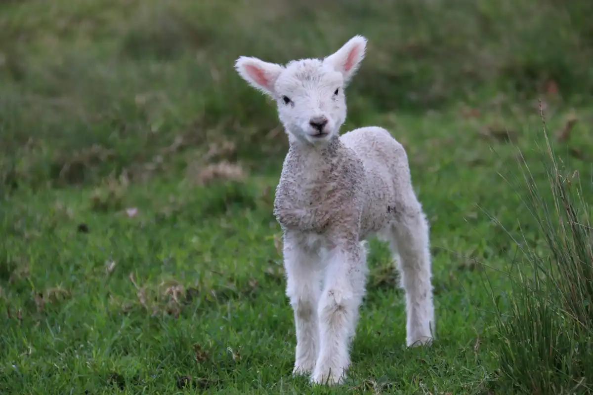 Featured image for Behold the Lamb of God Bible Verse