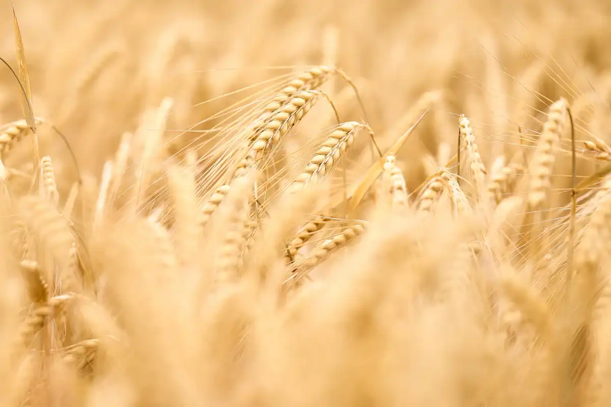 Featured image for Bible Verse About Reaping What You Sow