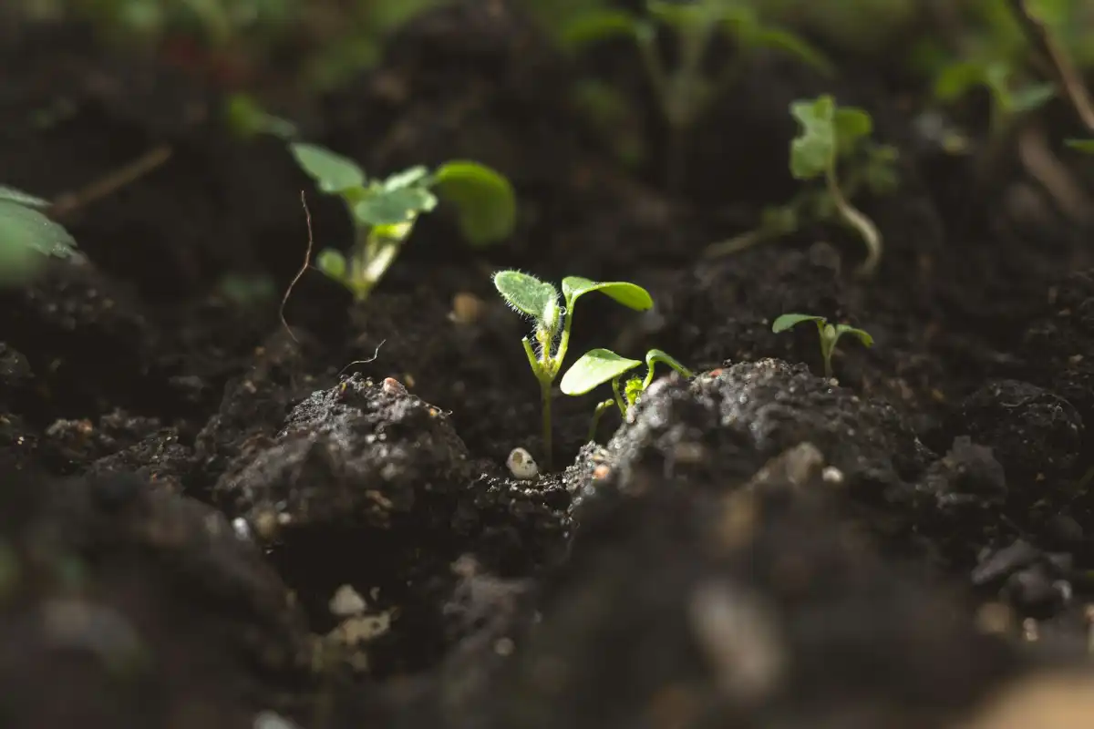 Featured image for Bible Verse About Sowing Seeds