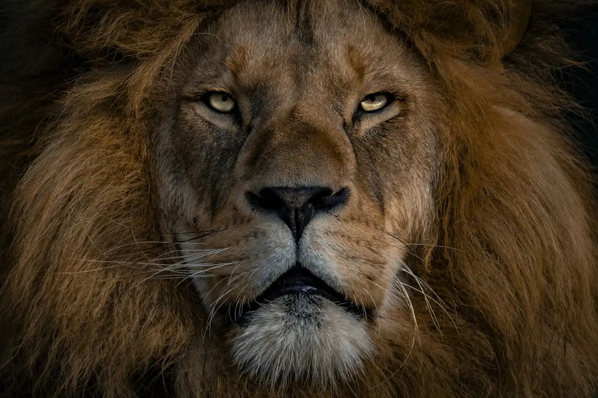Featured image for Bible Verses About Being Brave
