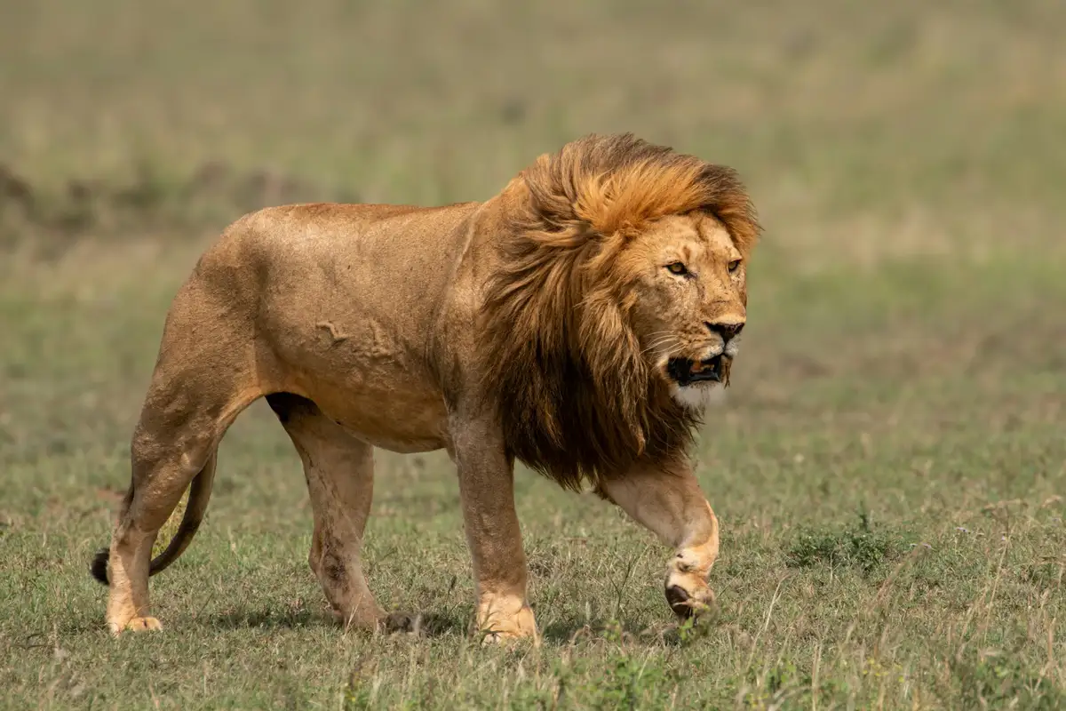 Featured image for Bible Verses About Boldness