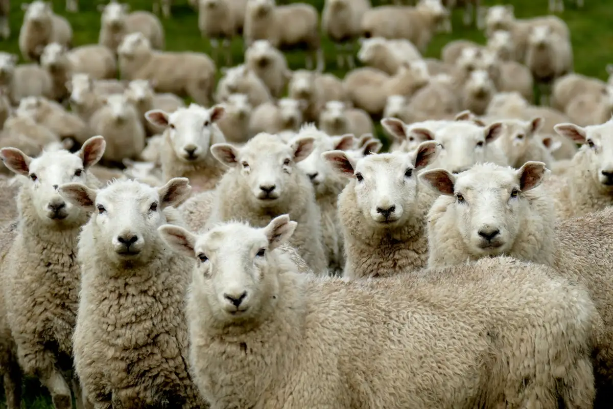 Featured image for Bible Verses About False Prophets