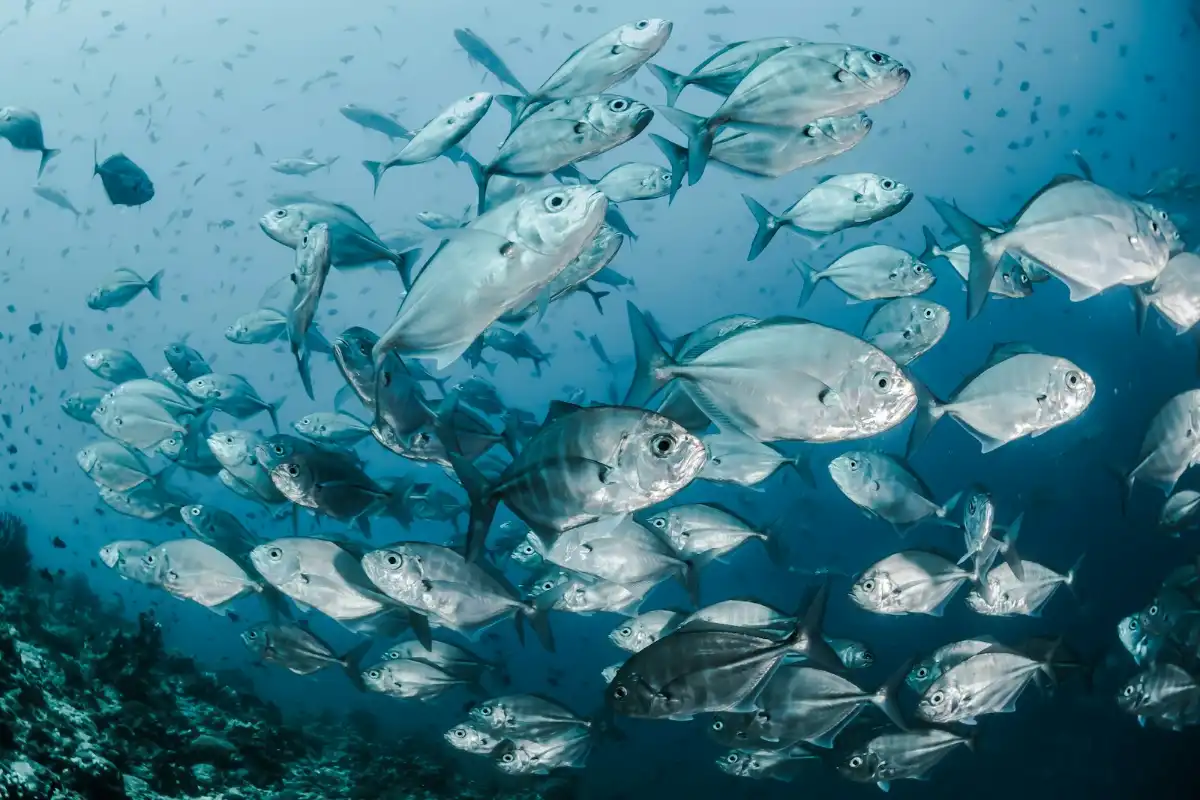 Featured image for Bible Verses About Fish