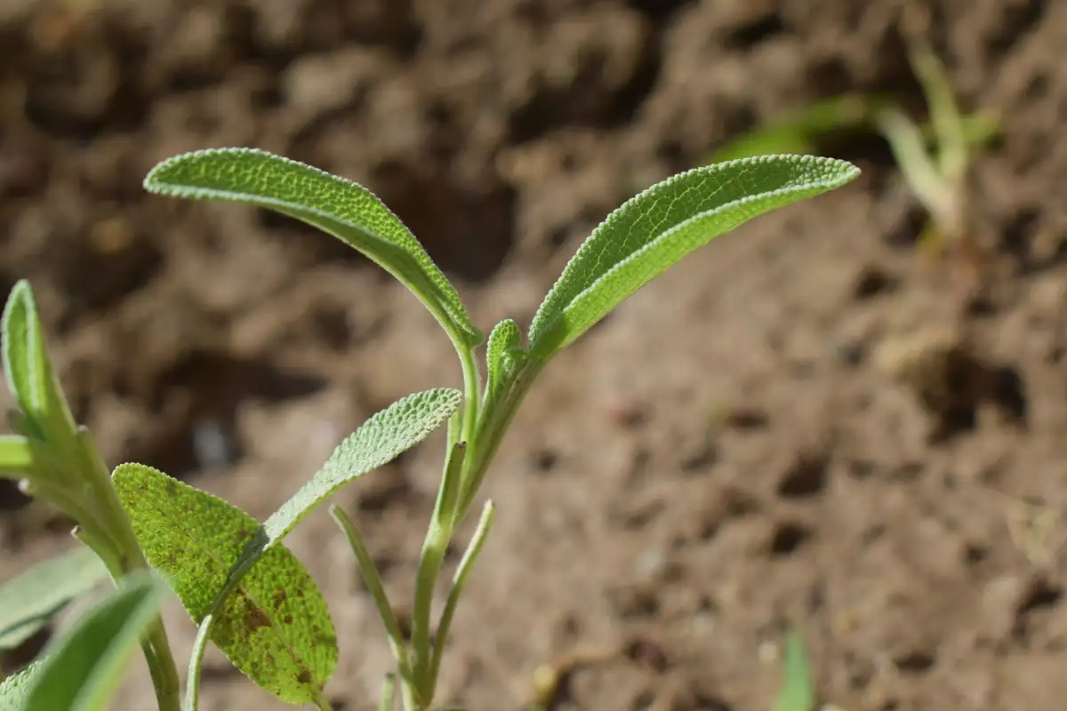 Featured image for Bible Verses About Starting Fresh