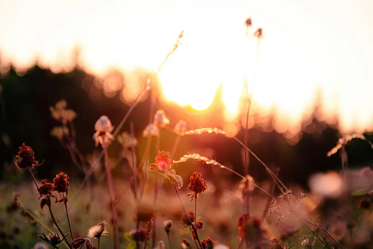 Featured image for Bible Verses For Rejoicing Always
