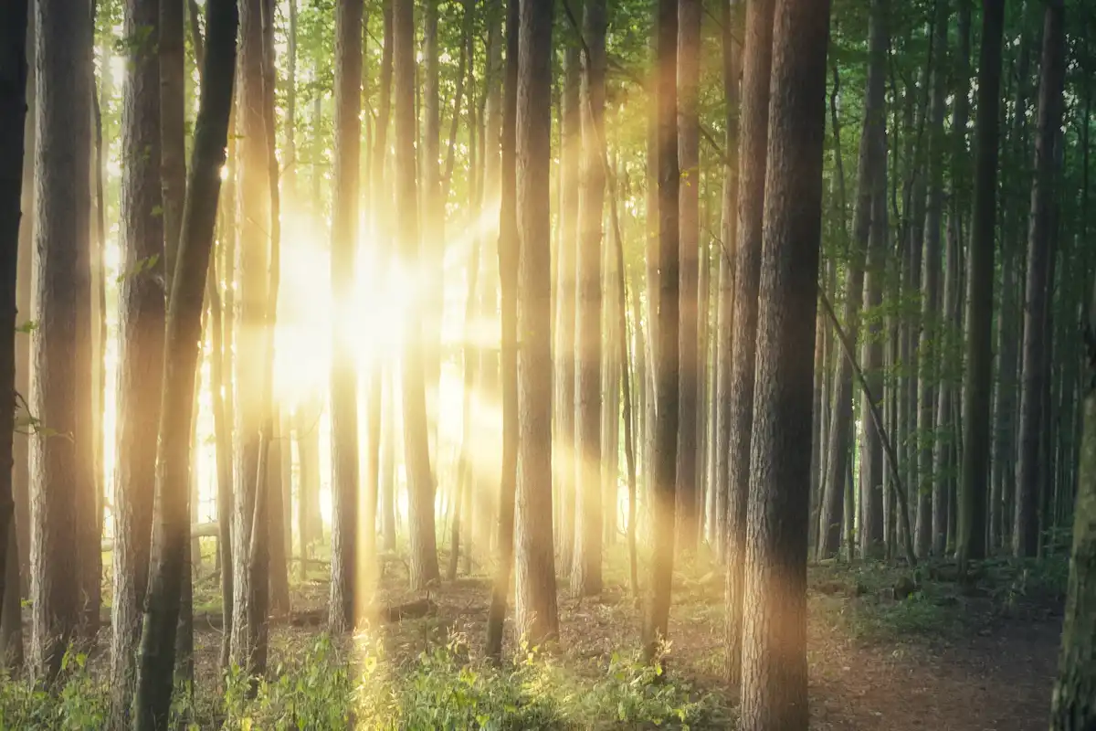 Featured image for Walk in the Light Bible Verse