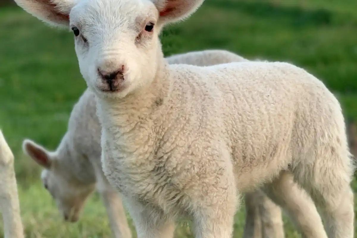 Featured image for Worthy Is the Lamb Bible Verse
